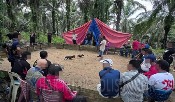 Kegiatan sabung ayam dilaporkan dianjur di kawasan pedalaman, dengan hanya pelanggan dikenali dibenarkan masuk.